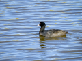 Focha común - Fulica atra - Fotja comuna