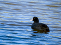 Focha común - Fulica atra - Fotja comuna