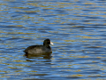 Focha común - Fulica atra - Fotja comuna