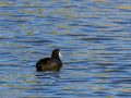 Focha común - Fulica atra - Fotja comuna