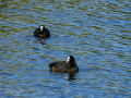Focha común - Fulica atra - Fotja comuna