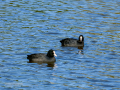 Focha común - Fulica atra - Fotja comuna