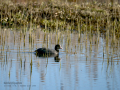 Focha común - Fulica atra - Fotja comuna