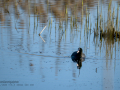 Focha común - Fulica atra - Fotja comuna