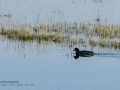 Focha común - Fulica atra - Fotja comuna
