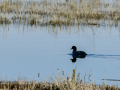 Focha común - Fulica atra - Fotja comuna