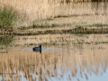 Focha común - Fulica atra - Fotja comuna