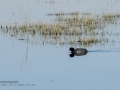Focha común - Fulica atra - Fotja comuna