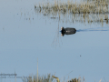 Focha común - Fulica atra - Fotja comuna