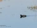 Focha común - Fulica atra - Fotja comuna