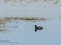 Focha común - Fulica atra - Fotja comuna