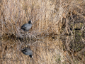 Focha común - Fulica atra - Fotja comuna