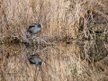 Focha común - Fulica atra - Fotja comuna