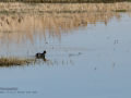 Focha común - Fulica atra - Fotja comuna