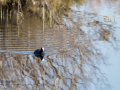 Focha común - Fulica atra - Fotja comuna