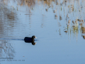 Focha común - Fulica atra - Fotja comuna