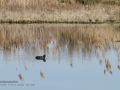 Focha común - Fulica atra - Fotja comuna