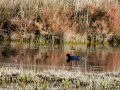 Focha común - Fulica atra - Fotja comuna