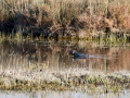 Focha común - Fulica atra - Fotja comuna
