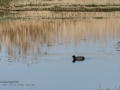 Focha común - Fulica atra - Fotja comuna