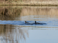 Focha común - Fulica atra - Fotja comuna