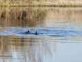 Focha común - Fulica atra - Fotja comuna