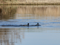 Focha común - Fulica atra - Fotja comuna