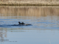 Focha común - Fulica atra - Fotja comuna