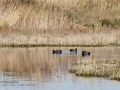 Focha común - Fulica atra - Fotja comuna