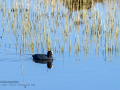 Focha común - Fulica atra - Fotja comuna