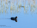 Focha común - Fulica atra - Fotja comuna