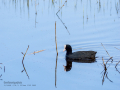 Focha común - Fulica atra - Fotja comuna