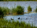Focha común - Fulica atra - Fotja comuna