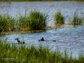 Focha común - Fulica atra - Fotja comuna