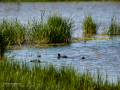 Focha común - Fulica atra - Fotja comuna