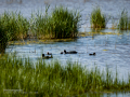 Focha común - Fulica atra - Fotja comuna