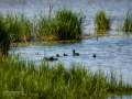 Focha común - Fulica atra - Fotja comuna