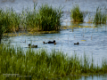 Focha común - Fulica atra - Fotja comuna