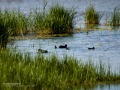 Focha común - Fulica atra - Fotja comuna