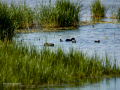 Focha común - Fulica atra - Fotja comuna