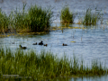 Focha común - Fulica atra - Fotja comuna