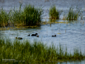 Focha común - Fulica atra - Fotja comuna