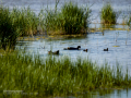 Focha común - Fulica atra - Fotja comuna