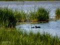 Focha común - Fulica atra - Fotja comuna