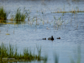 Focha común - Fulica atra - Fotja comuna