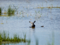 Focha común - Fulica atra - Fotja comuna