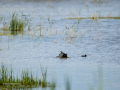 Focha común - Fulica atra - Fotja comuna