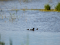 Focha común - Fulica atra - Fotja comuna