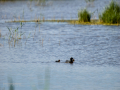 Focha común - Fulica atra - Fotja comuna