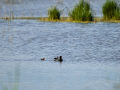 Focha común - Fulica atra - Fotja comuna